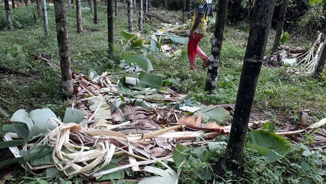 Elephants destroy banana plants in Thalavadi Hills - 3