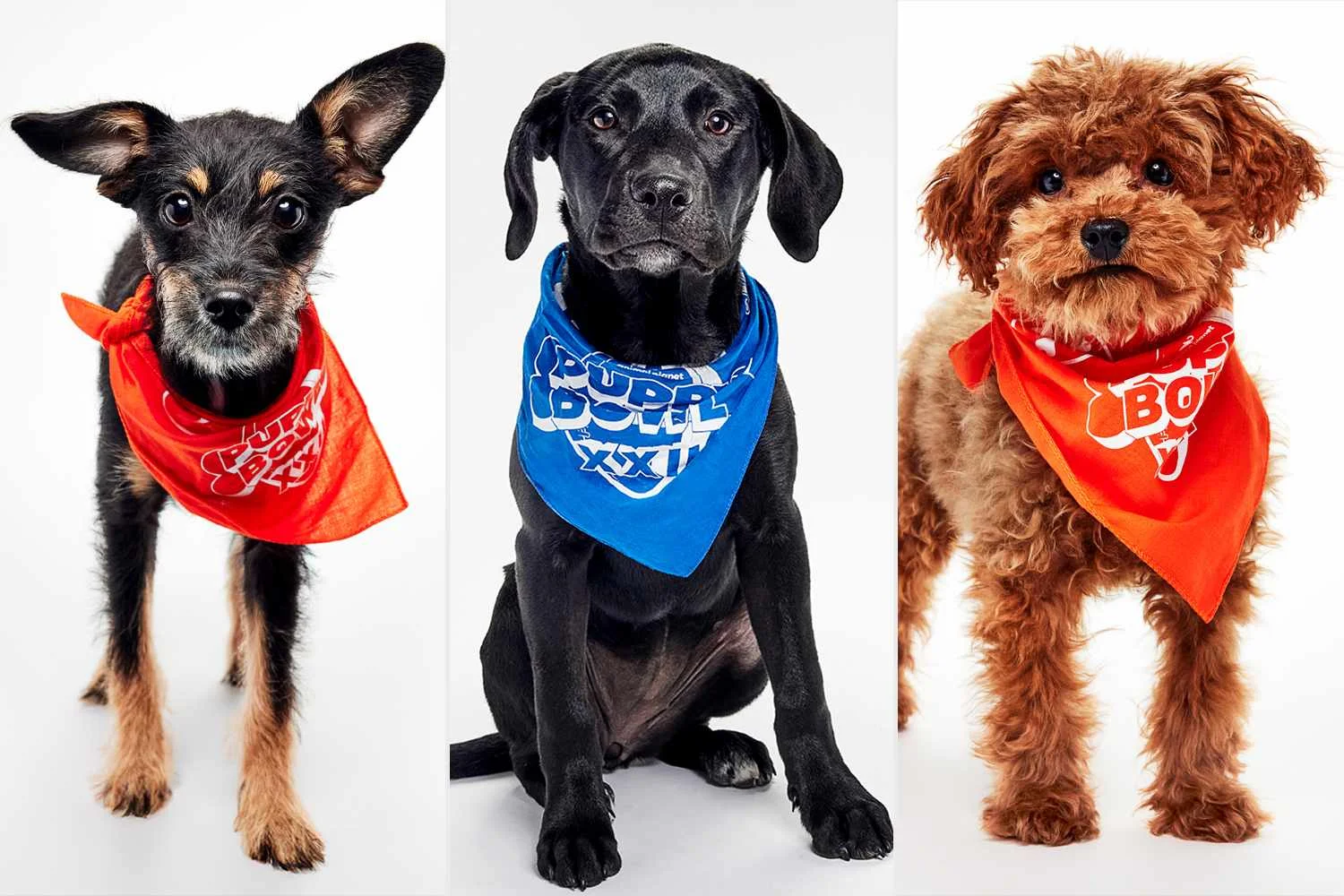 Puppy Bowl 2026: Meet the Paw-some Pups Playing in the Competition - 2