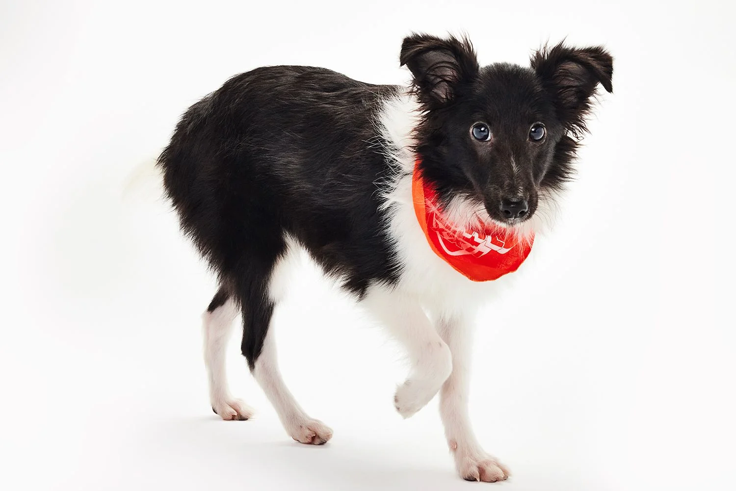 Puppy Bowl 2026: Meet the Paw-some Pups Playing in the Competition - 1