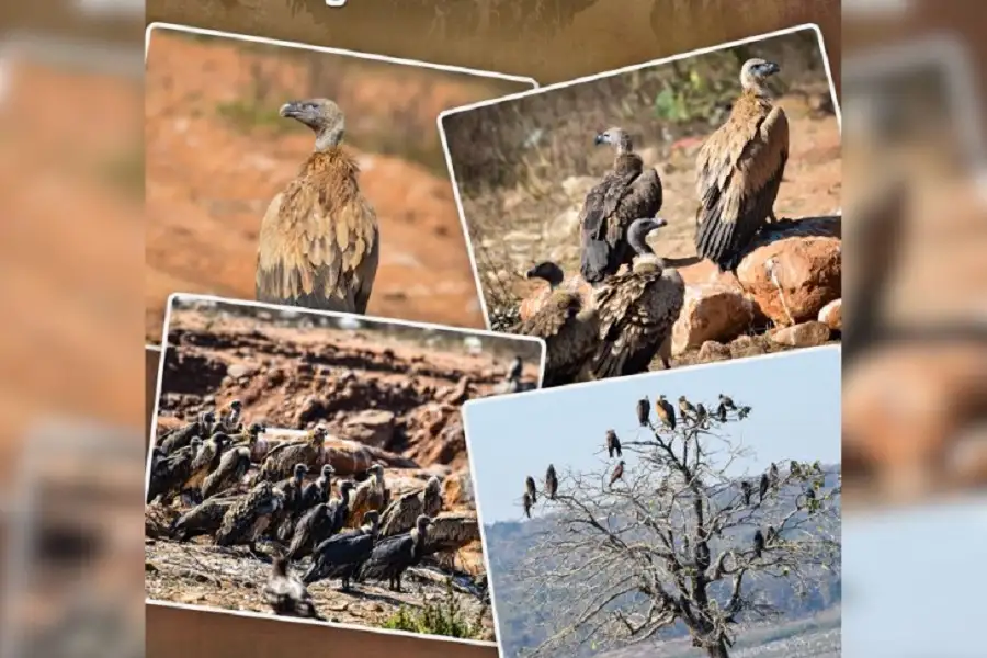Vulture Population In MP Doubled In Last Decade - 1