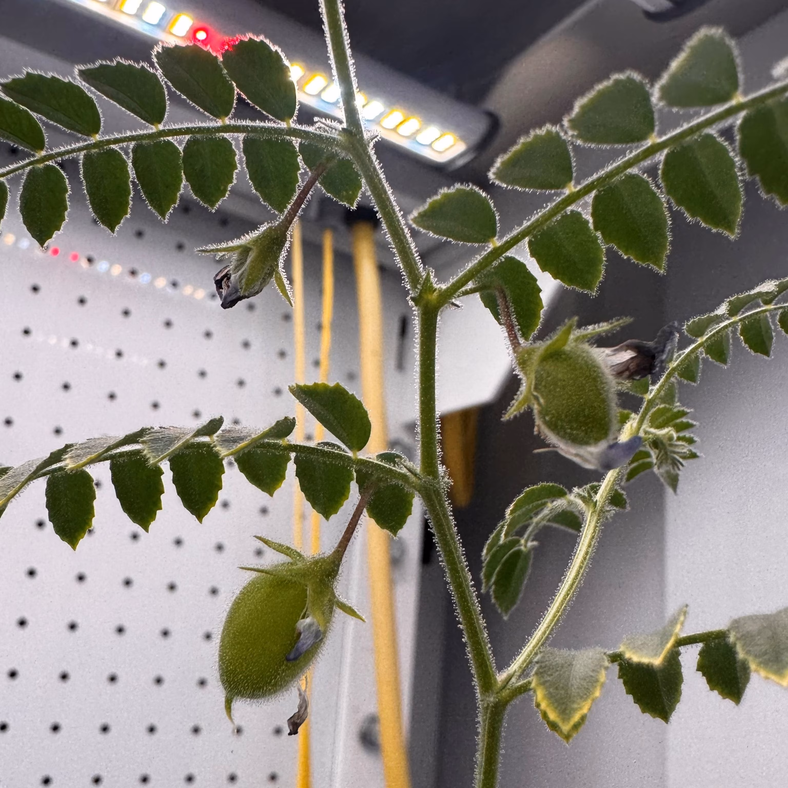 Dupont urges French focus on Scotland, not title - 3