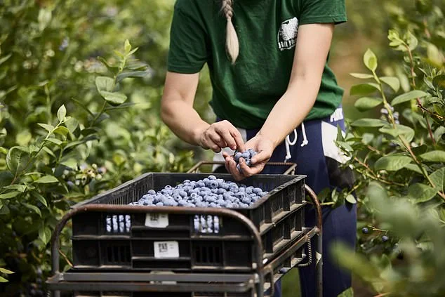 Blueberries unpicked: The tiny superfruit that can make a BIG impact on your gut, brain and heart health - 1