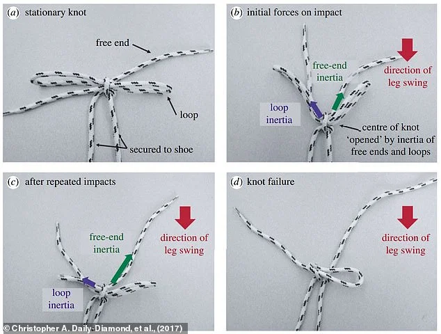 You've been tying your shoelaces WRONG: Scientists say the 'around the tree' method is inefficient - but a simple alternative takes less than one second - 1
