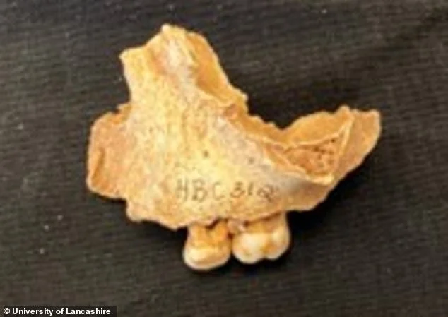 Britain's 'oldest Northerner' was a little girl! Reanalysis of 11,000-year-old remains confirms they belong to a three-year-old dubbed the 'Ossick Lass' - and not a man - 3