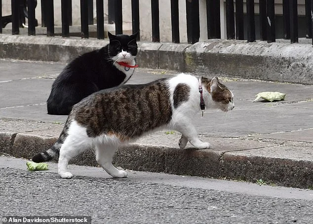 Former Foreign Office cat Palmerston dies in Bermuda - 2