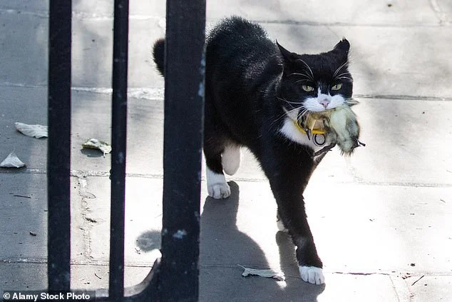 Former Foreign Office cat Palmerston dies in Bermuda - 3