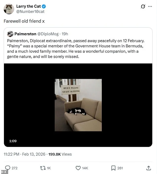 Former Foreign Office cat Palmerston dies in Bermuda - 1