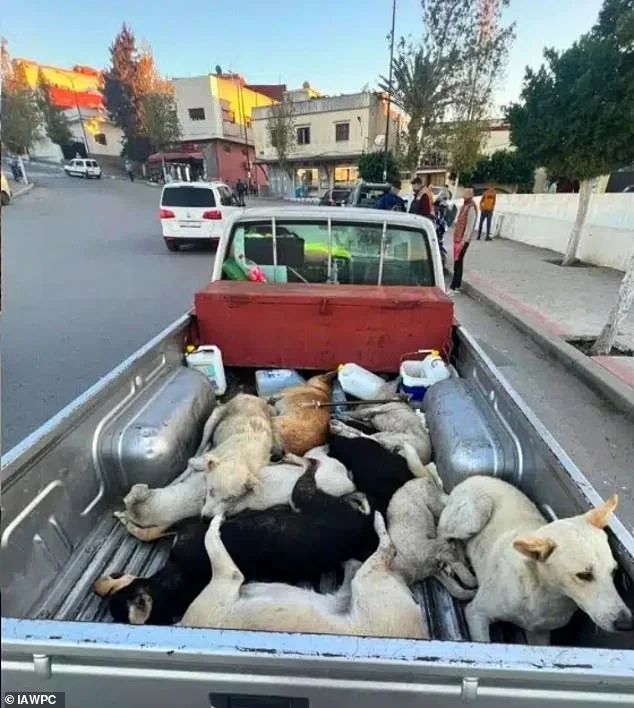 Outrage as three MILLION dogs to be 'massacred' by firing squad ahead of the World Cup - 2