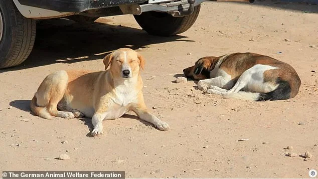 Outrage as three MILLION dogs to be 'massacred' by firing squad ahead of the World Cup - 4