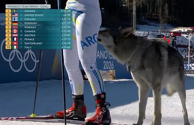 Is that a hu-ski?! Runaway dog risks causing 'disaster' at Winter Olympics after interrupting women's team cross country race - 1