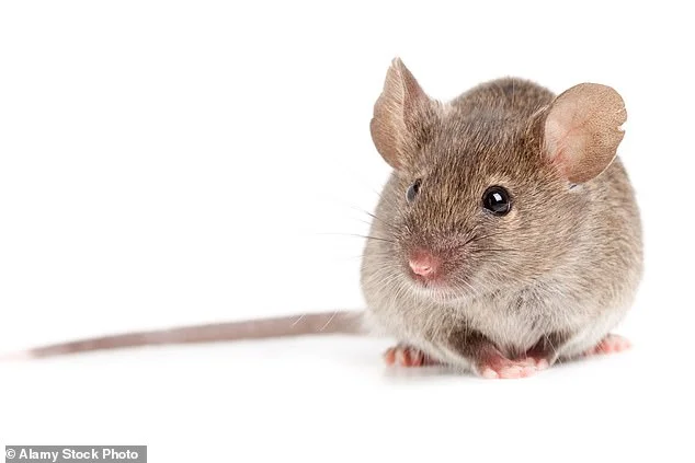 Major breakthrough in battle against dementia: Experts 'finally unlock' mystery of why CANCER survivors are less likely to develop cognitive disease - 1