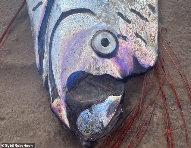 Rare 30-foot 'Doomsday fish' sighting by US tourists sparks ancient fears of imminent disaster - 1