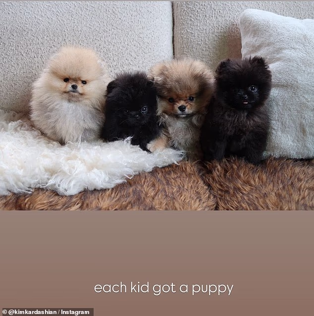 Kim Kardashian doubles down on puppy stunt slammed by PETA as fans wonder: 'Is this rage bait?' - 1