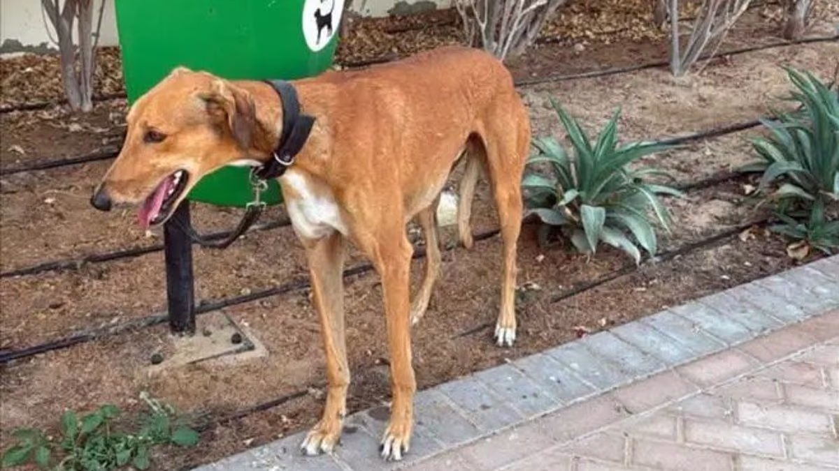 Dubai Influencers, Expats Abandon Pets; Euthanisation Requests Flood After Iran Attacks UAE - 2