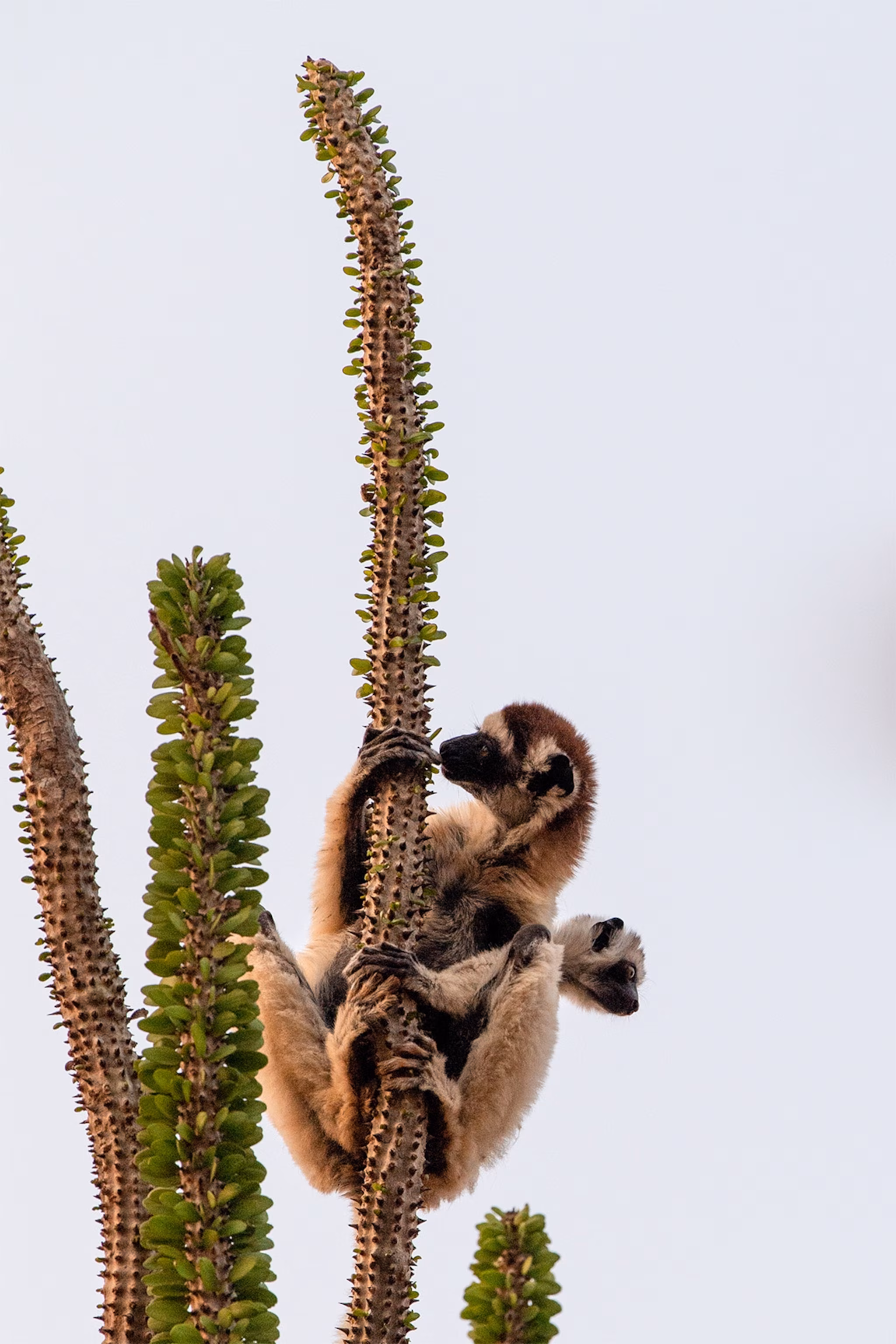Lemurs Love This Fruit That Is Choking Madagascar’s Forests - 1