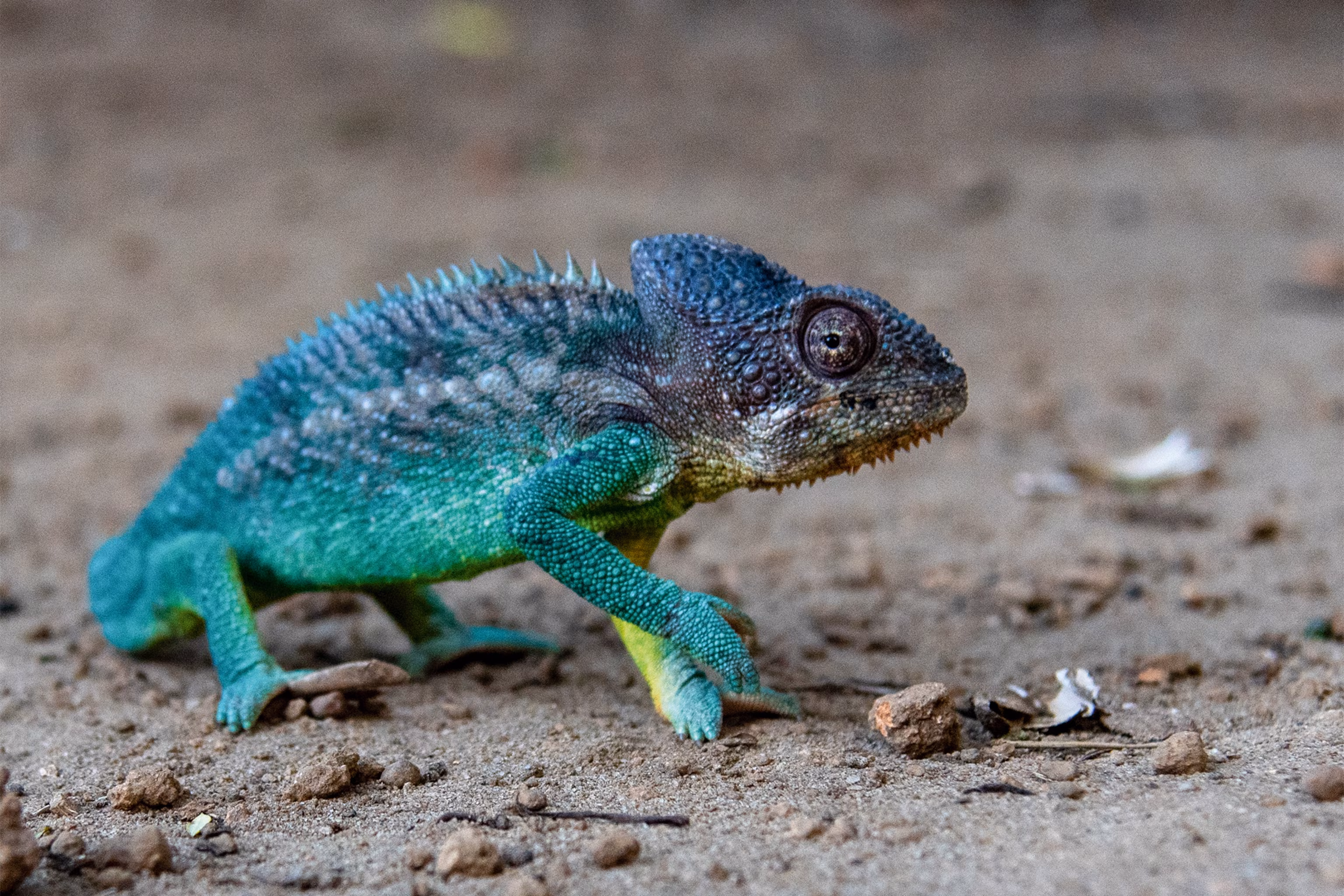 Lemurs Love This Fruit That Is Choking Madagascar’s Forests - 2