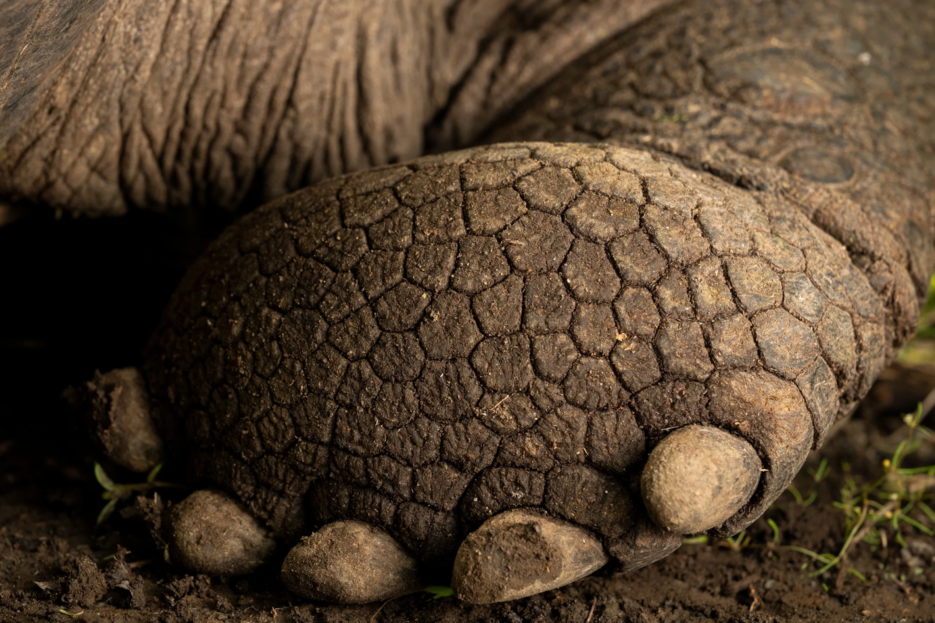 Floreana giant tortoise reintroduced to Galápagos island after almost 200 years - 1