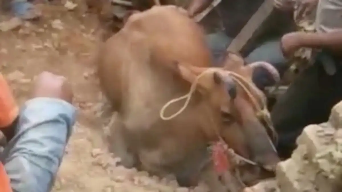 Can animals sense earthquakes? - 2