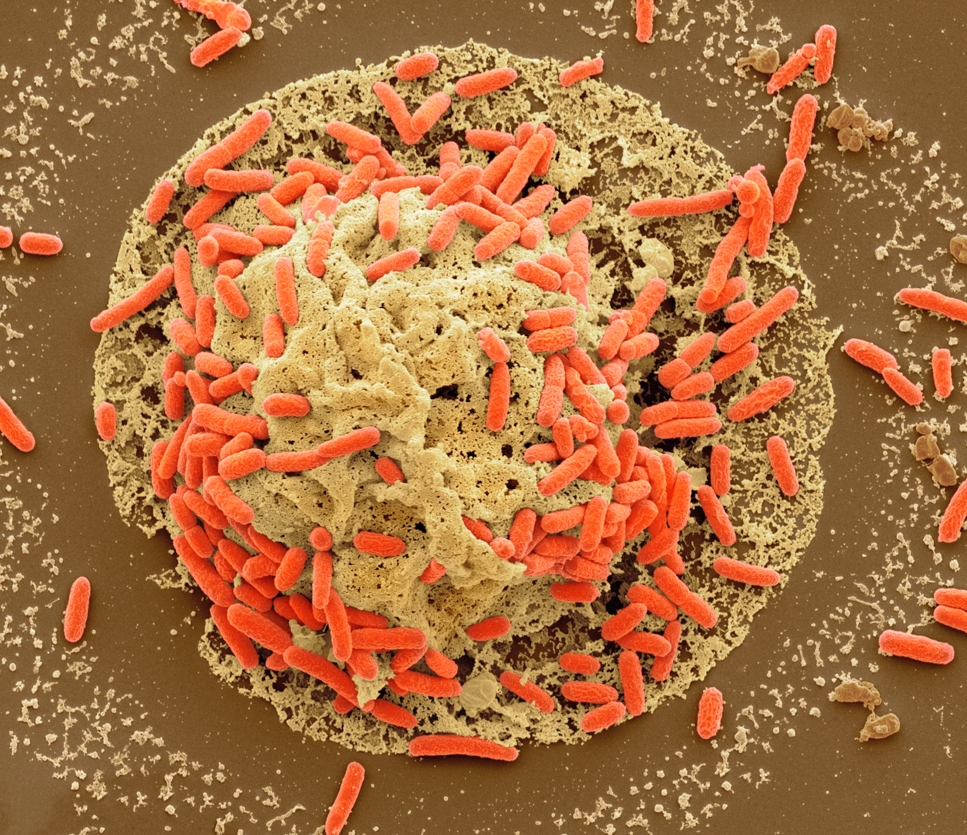 <b>Pakistan</b> cenbank holds rate at 10.5% as oil risks cloud inflation outlook | Reuters - 4