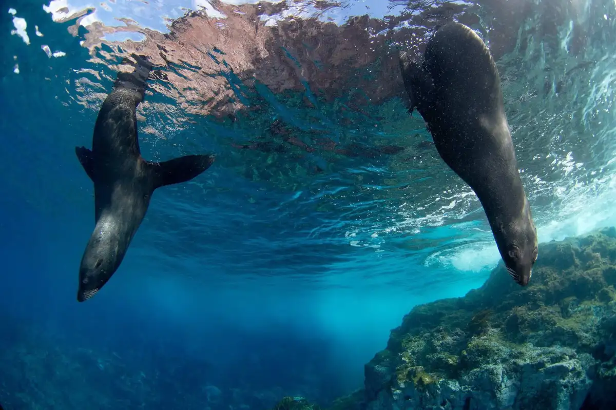 ‘There’s biological treasure here’: Chile’s endemic seals gain protection with new marine park - 3