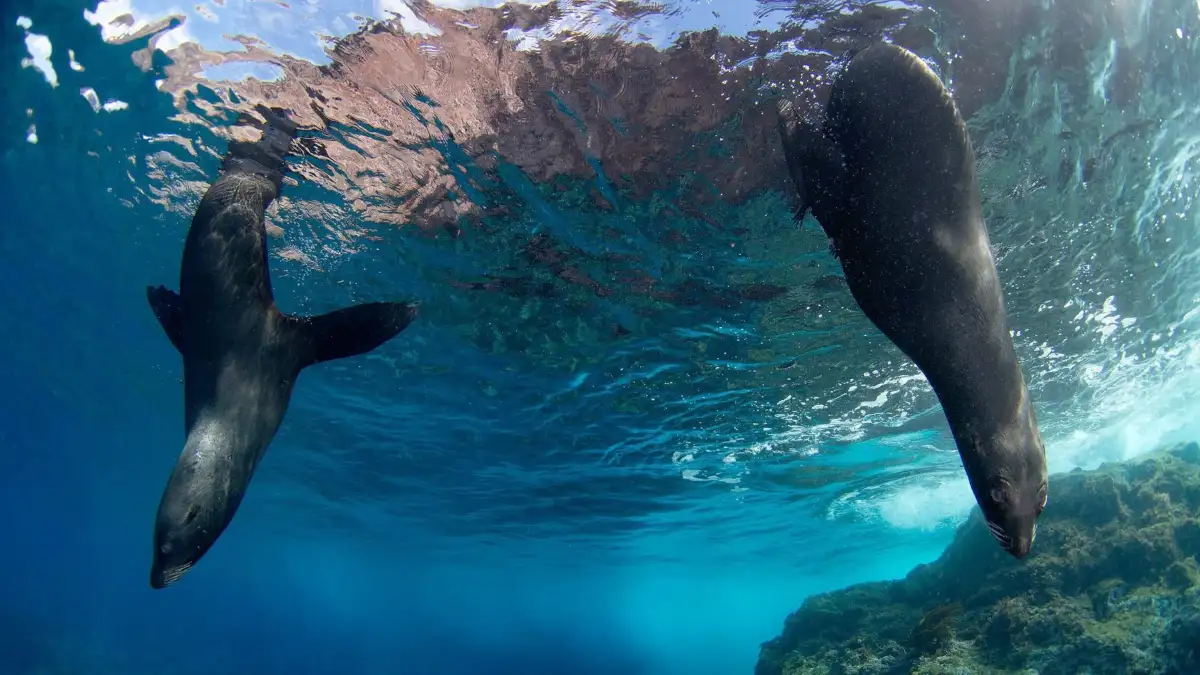 ‘There’s biological treasure here’: Chile’s endemic seals gain protection with new marine park - 4