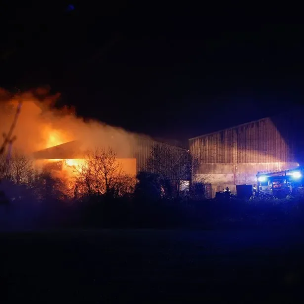 Hundreds of sheep saved from hay shed fire - 3
