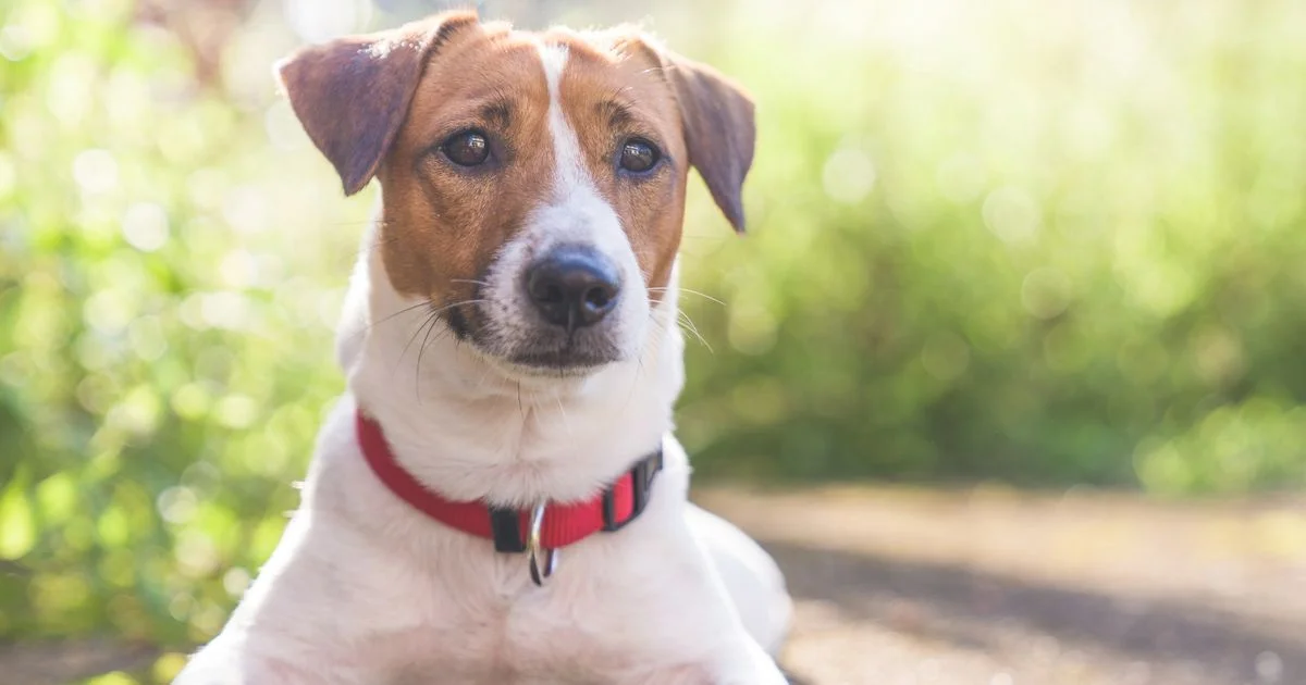 Urgent warning to pet owners as study reveals cats and dogs are quietly spreading an invasive WORM species through Europe - 2