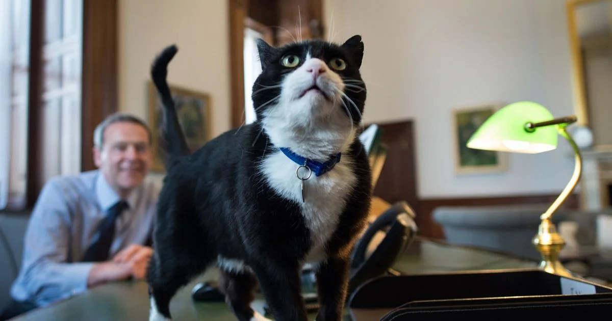 Former Foreign Office cat Palmerston dies in Bermuda - 4