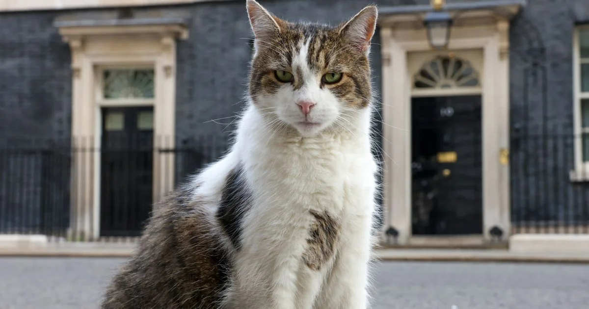 15 Years of Larry the Cat: 10 Photos of the Purr-manent Fixture Downing Street Can't Evict - 3