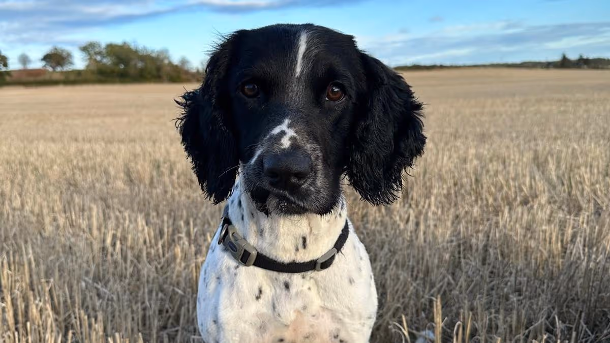 Missing police drug detection dog found after search - 2
