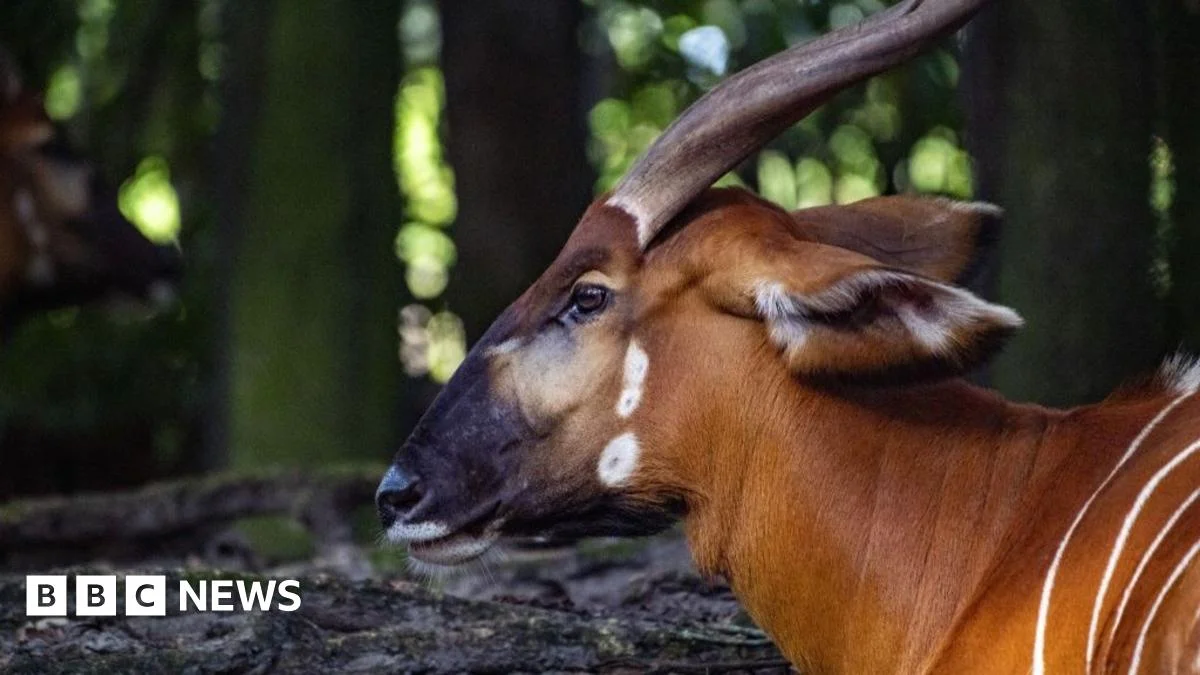 Endangered Kenyan antelopes rescued after being stranded at Palm Beach airport - 2