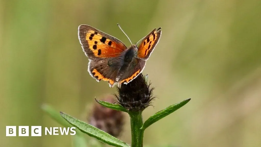 From early birds to emerging butterflies: UK shows signs of earliest spring on record - 4