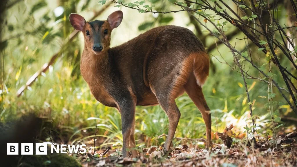Deer shooting to be facilitated in England to protect woodlands - 2