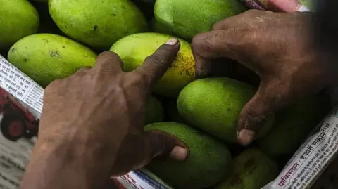 How do you modernise mango farming? - 3
