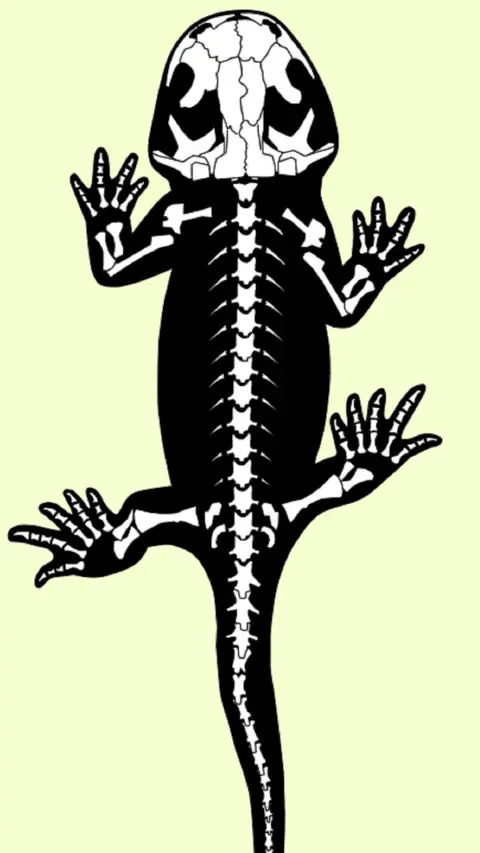 Globe-trotting ancient 'sea-salamander' fossils rediscovered from Australia's dawn of the Age of Dinosaurs - 2