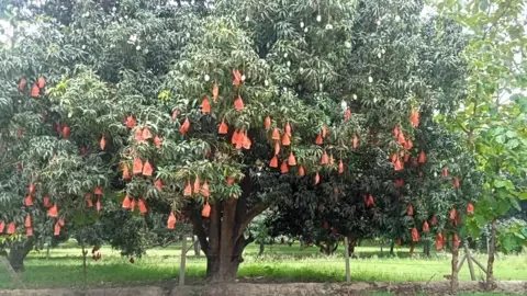 How do you modernise mango farming? - 2