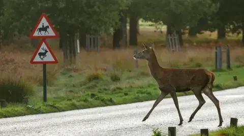 Deer shooting to be facilitated in England to protect woodlands - 4