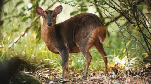 Deer shooting to be facilitated in England to protect woodlands - 3
