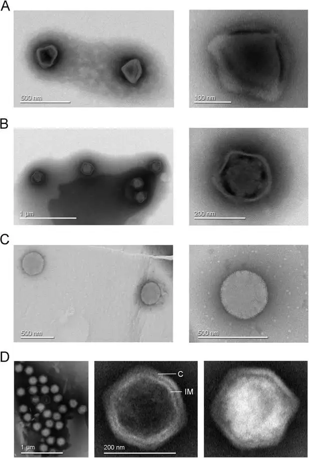 This giant virus just gave up its atomic blueprint - 3