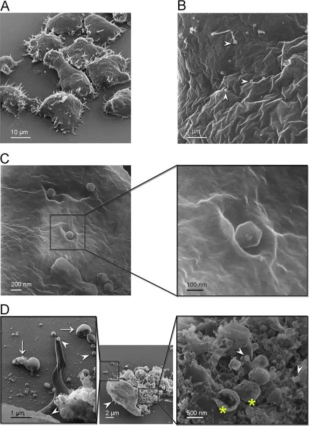 This giant virus just gave up its atomic blueprint - 4