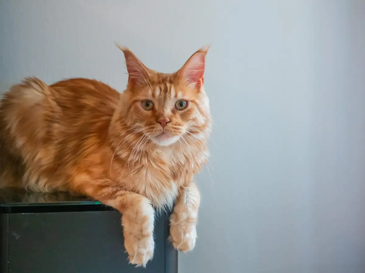 These people used AI to help find their lost pets - 2