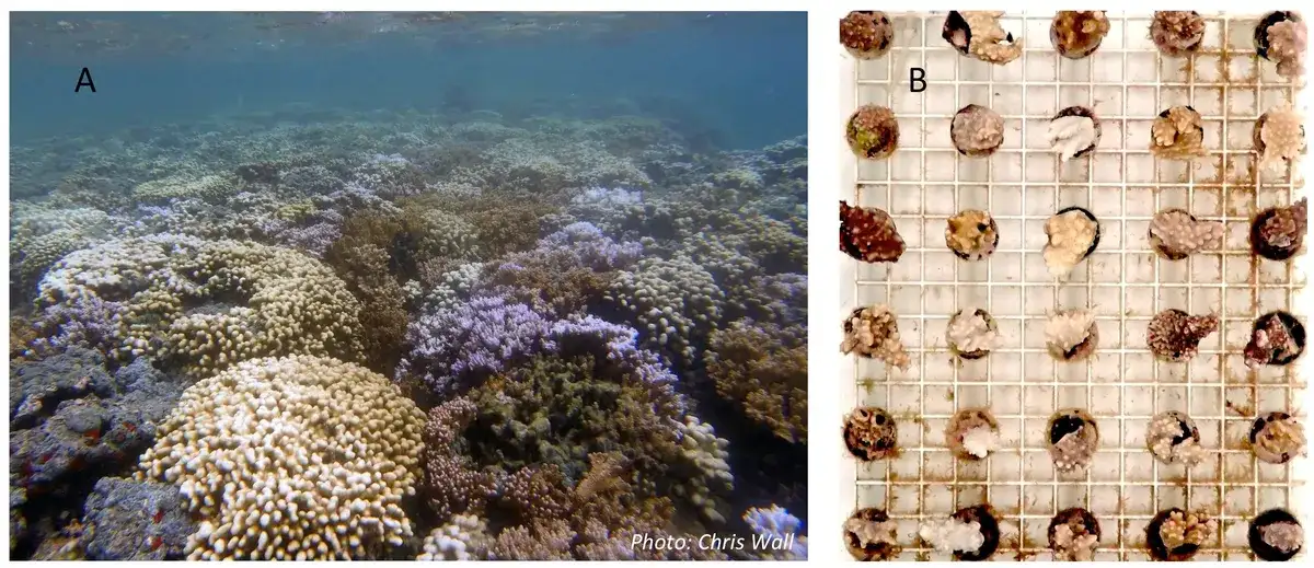 Heat-tolerant corals may help some reefs persist, but most still erode - 4