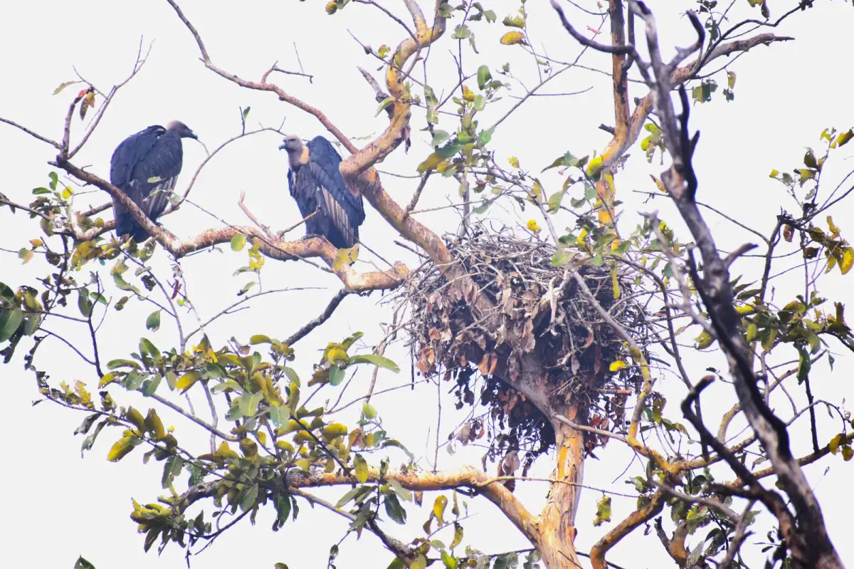 Vulture Population In MP Doubled In Last Decade - 2
