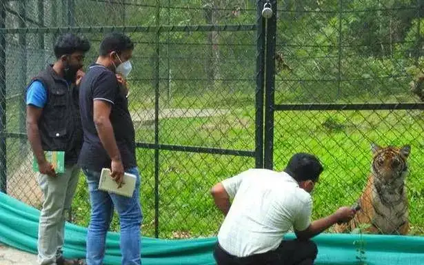 Tiger ‘Mangala’ to be shifted to Thrissur Zoological Park - 1