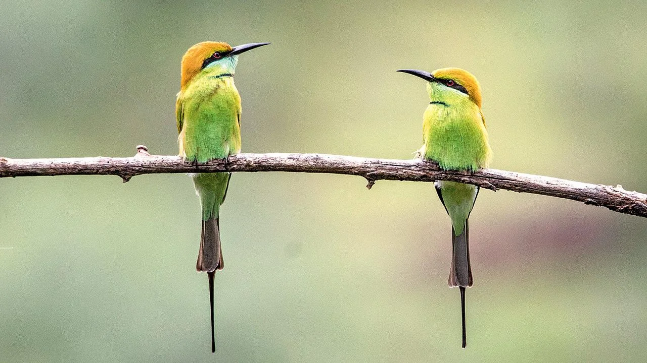 58 bird species documented during Campus Bird Count 2026 at Yenepoya university in Mangaluru - 1