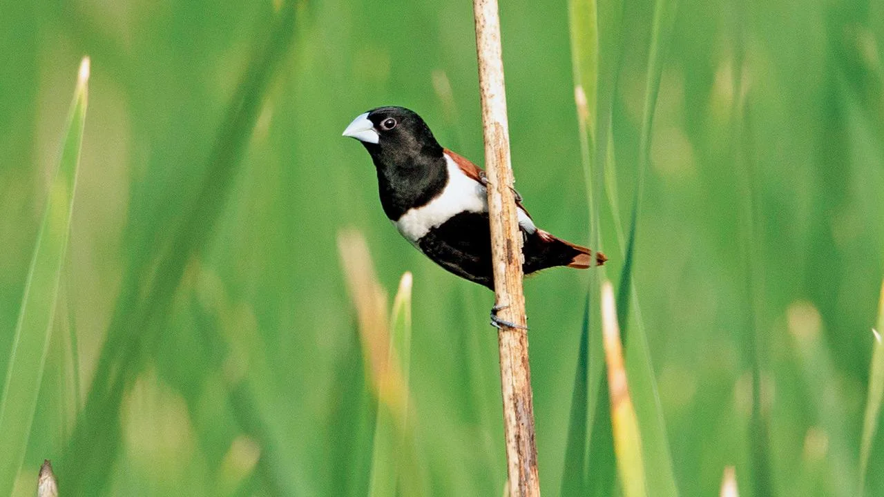 58 bird species documented during Campus Bird Count 2026 at Yenepoya university in Mangaluru - 3