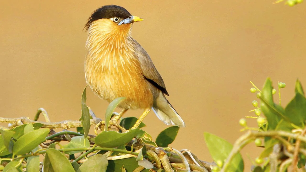 58 bird species documented during Campus Bird Count 2026 at Yenepoya university in Mangaluru - 4