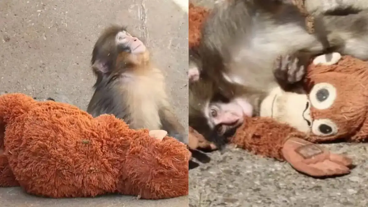 Meet The 'Punch Papas' Kosuke Shikano And Shumpei Miyakoshi: The Zookeepers Who Are Slowly Getting Recognition As Punch The Monkey's Caretakers - 2