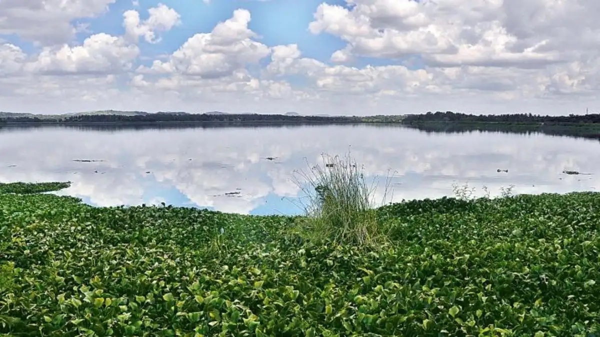 Karnataka’s ₹391 crore plan to dump pollution from Bengaluru on farmers in Kanakapura - 2