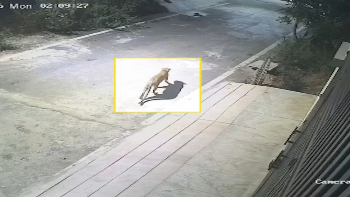 Leopard spotted in Anjanapura on Feb 2 night - 1